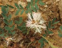 Image of Calliandra reticulata