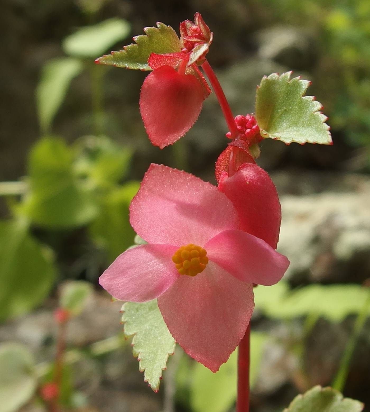 Begonia gracilis image