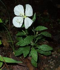 Oenothera kunthiana image