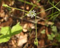 Drymaria leptophylla image