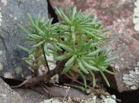 Sedum stelliforme image