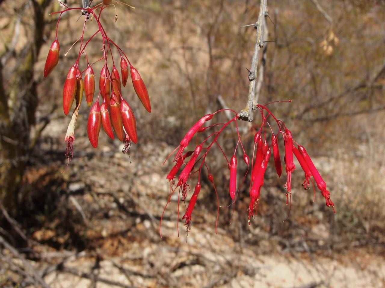 Fouquieria macdougalii image