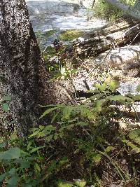 Actaea rubra image