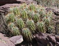 Echinocereus coccineus subsp. santaritensis image