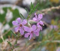 Lythrum californicum image