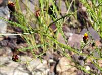 Schkuhria pinnata image