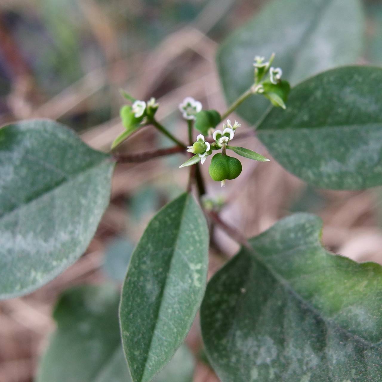 Euphorbia graminea image