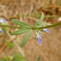 Teucrium cubense var. densum image