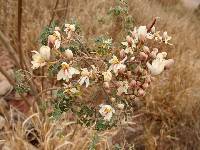 Moringa oleifera image