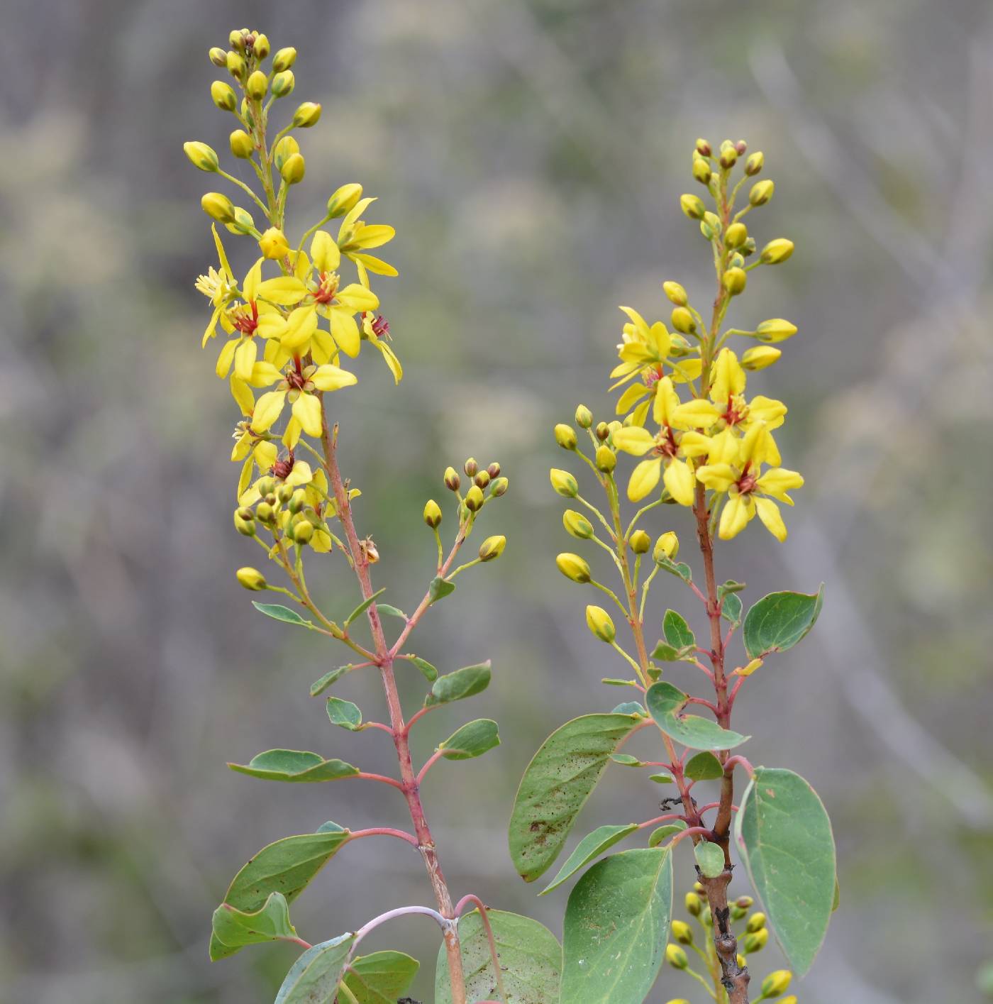 Galphimia floribunda image