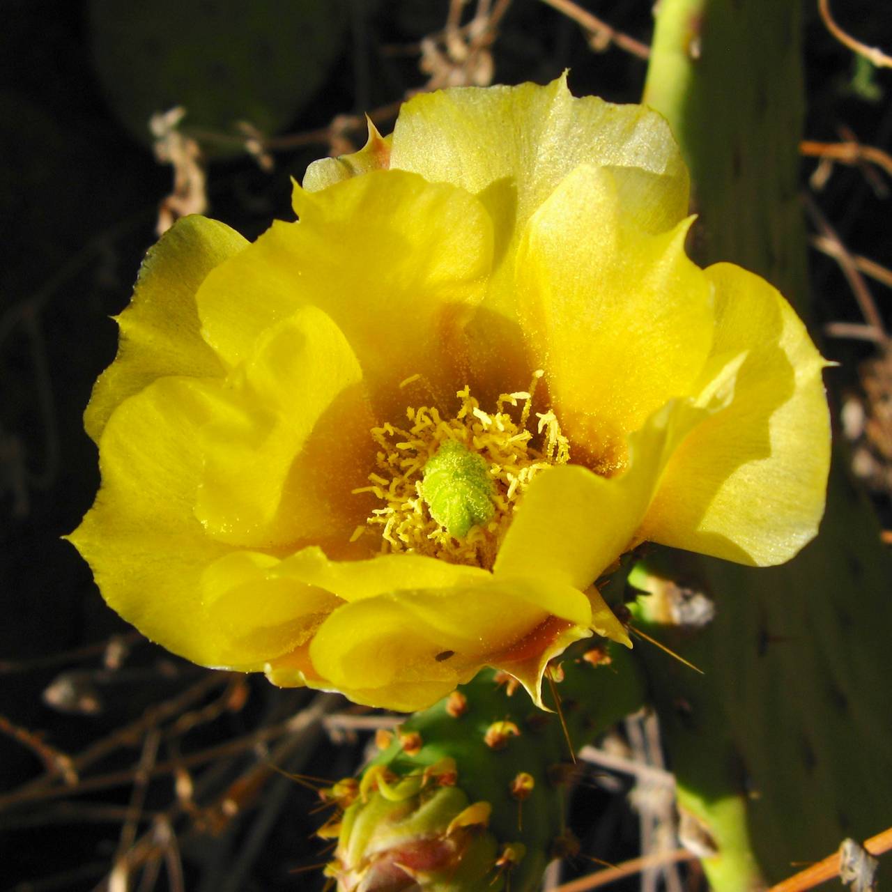 Opuntia engelmannii var. laevis image