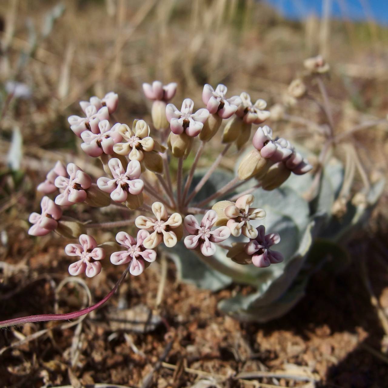 Asclepias nummularia image