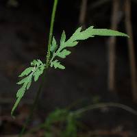 Coreocarpus parthenioides var. parthenioides image