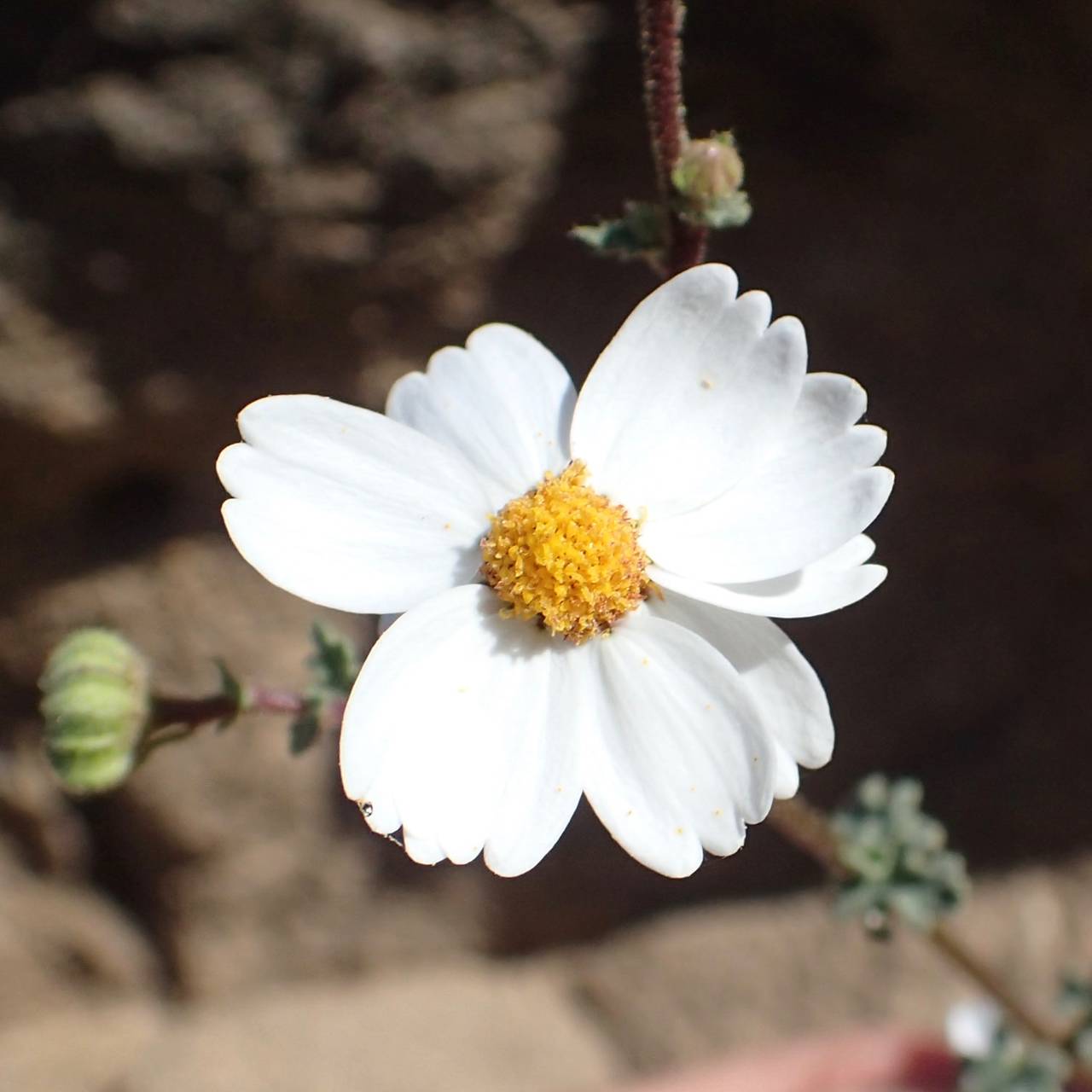 Perityle crassifolia var. robusta image