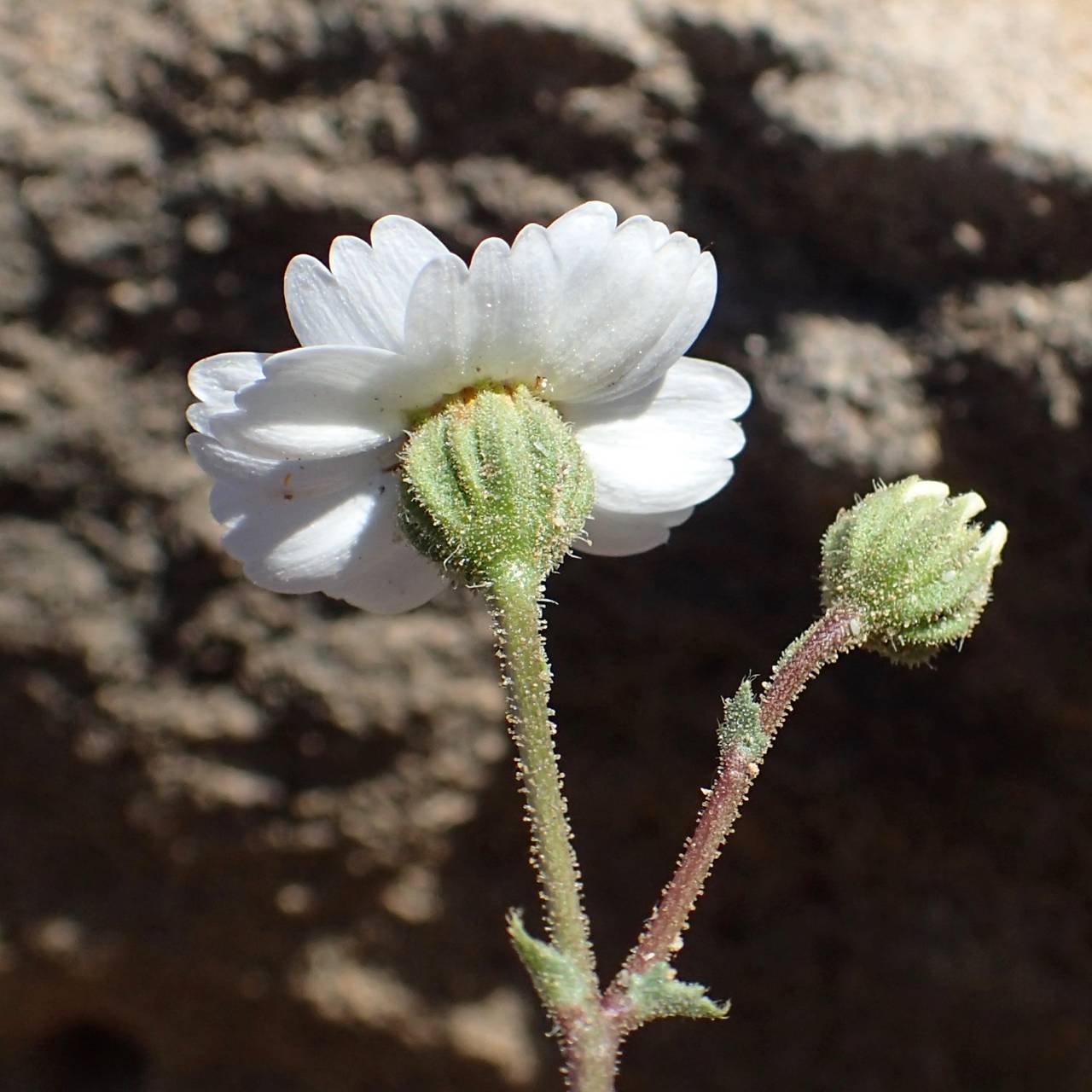 Perityle crassifolia image