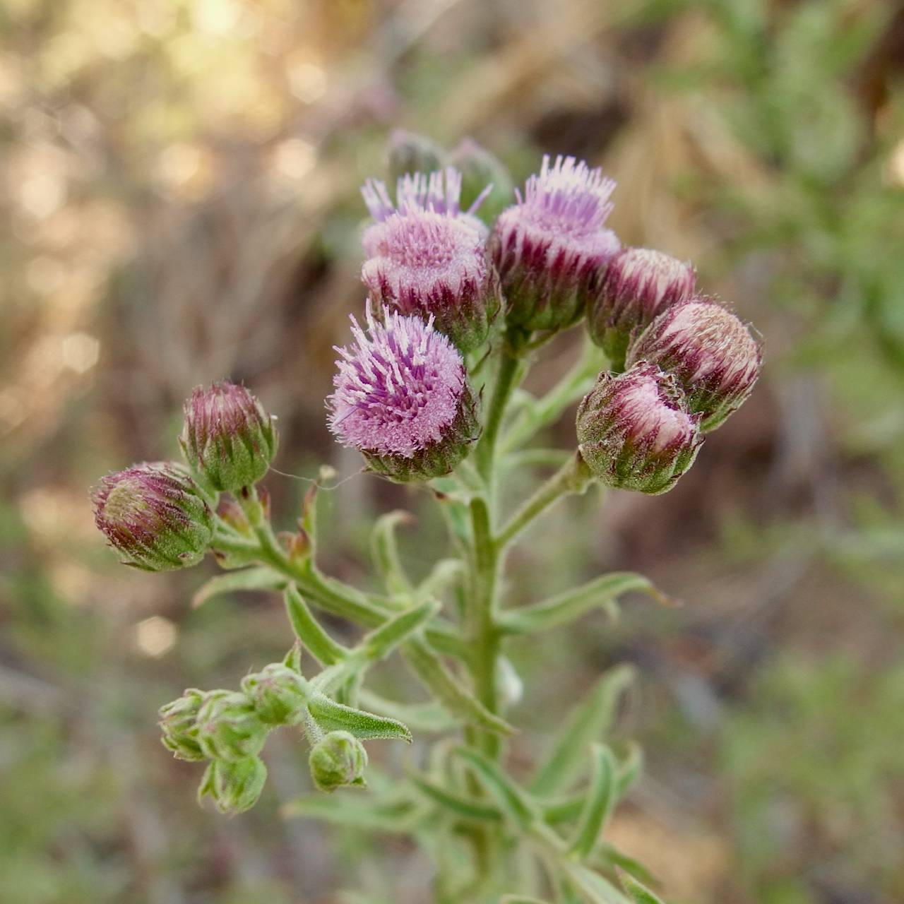 Pluchea salicifolia image