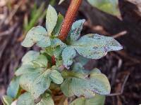 Valeriana acutiloba image