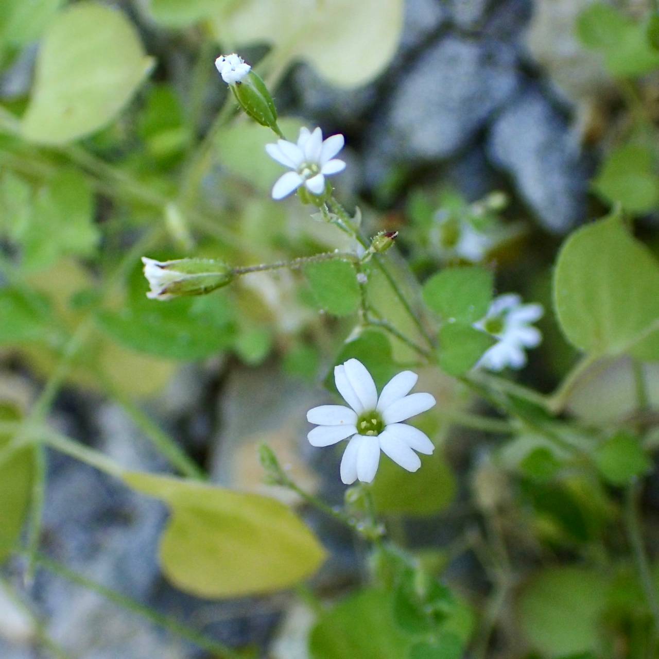 Drymaria debilis image