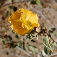 Image of Abutilon californicum