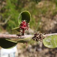 Pisonia capitata image