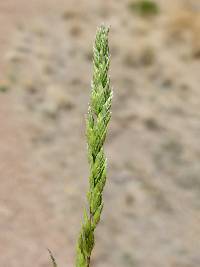 Poa bigelovii image