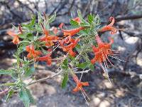 Anisacanthus thurberi image