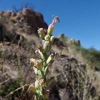 Agave parviflora subsp. parviflora image