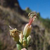 Agave parviflora subsp. parviflora image