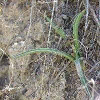 Agave parviflora subsp. parviflora image