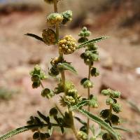 Ambrosia confertiflora image