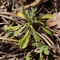 Antennaria marginata image