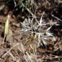 Uropappus lindleyi image