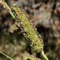 Image of Carex ultra