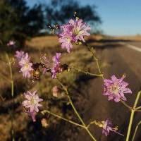 Image of Mirabilis diffusa