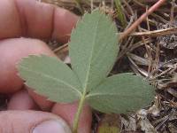 Fragaria virginiana image