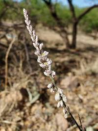 Polygala hemipterocarpa image