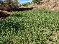 Persicaria pensylvanica image