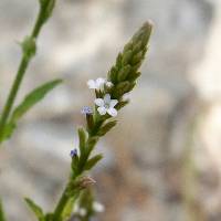 Image of Verbena carolina