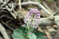 Thelypodium repandum image