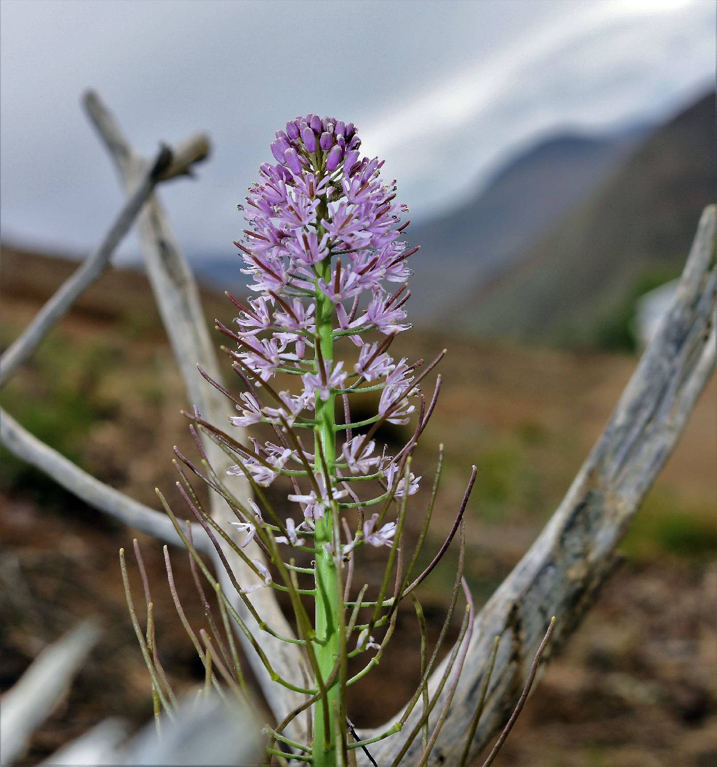 Thelypodium repandum image