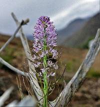 Thelypodium repandum image