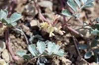 Astragalus amblytropis image