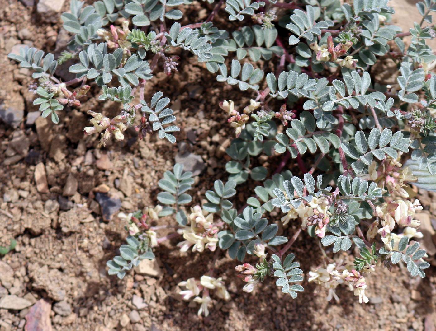 Astragalus amblytropis image
