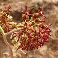 Asclepias hypoleuca image