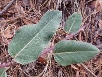 Asclepias hypoleuca image