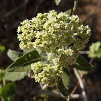 Parthenium tomentosum image