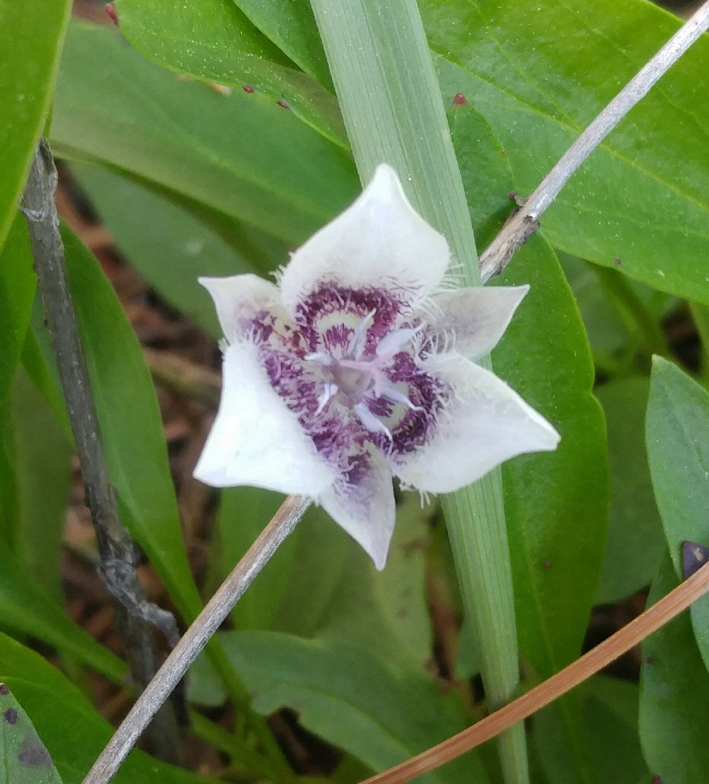 Calochortus elegans image