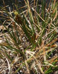 Image of Carex engelmannii