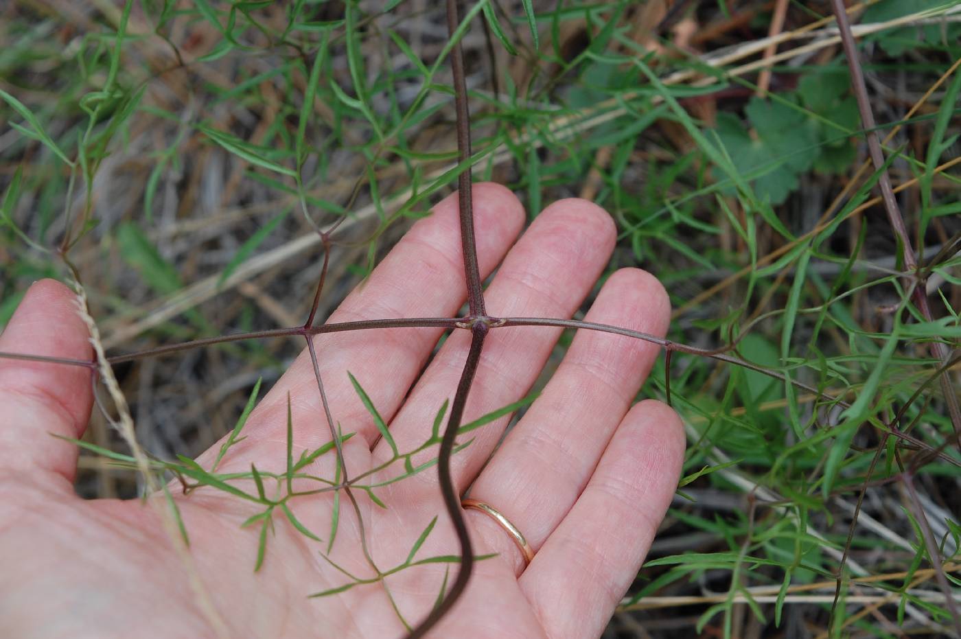 Clematis hirsutissima var. arizonica image