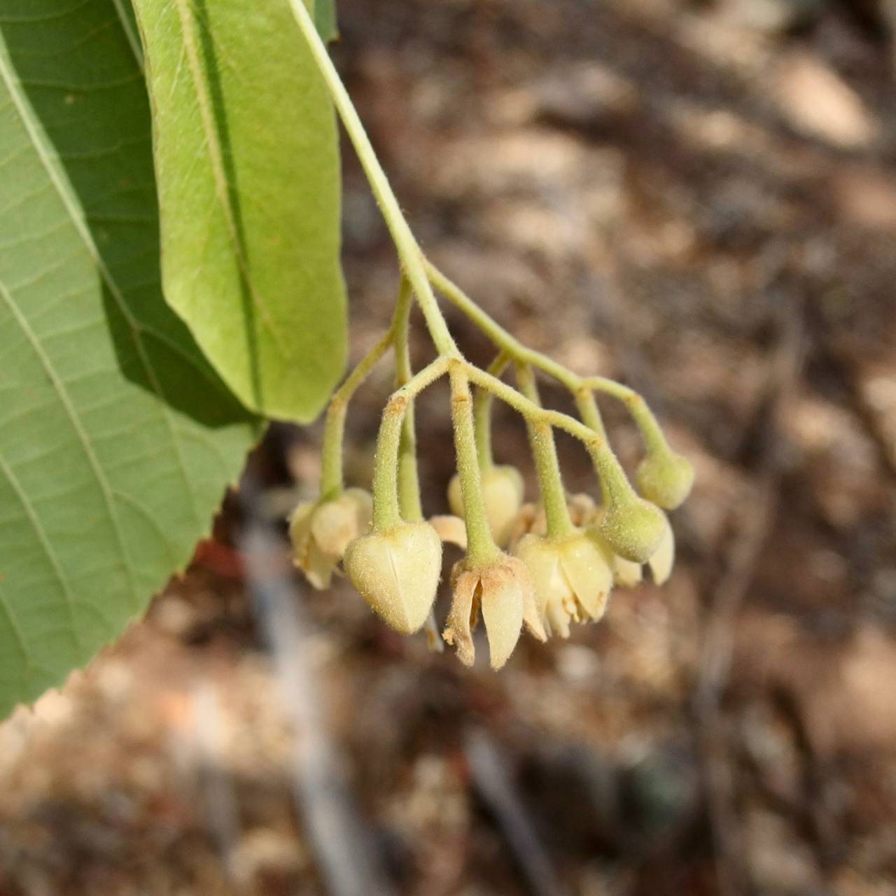 Tilia image